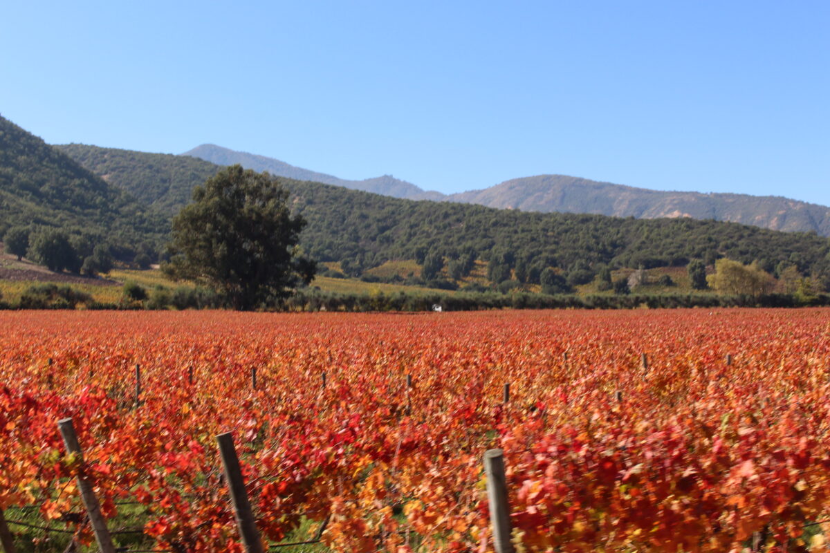 Enjoy the beautiful red color of the Carmenere grape variety on a wine tour through the Colchagua Valley.