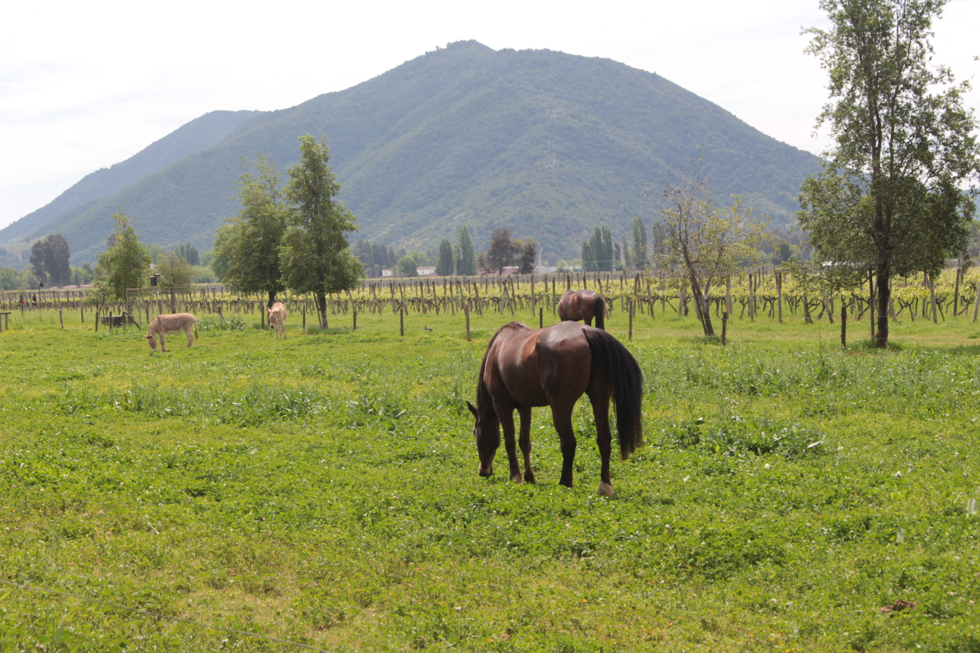 Experiência de luxo no Vale de Colchagua