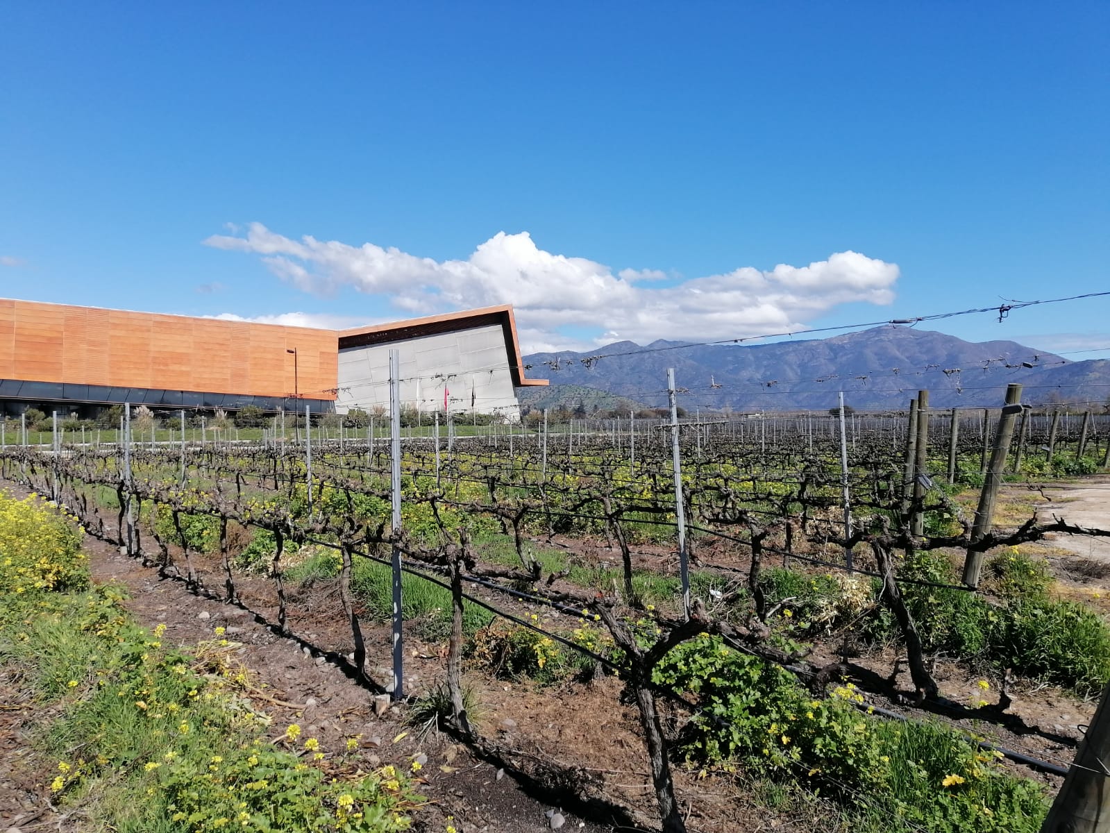 Experiência de vinho no Vale do Maipo